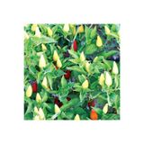 Nura Botanik Süs Biberi Tohumu, 5 gr, Bol Verimli