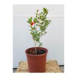 Nura Botanik Süs Narı Fidanı Saksılı, 5,5 Litre, Kırmızı Çiçekli, Bonsai Cüce Süs Nar Fidanı