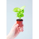 Nura Botanik Syngonium Mango Allusion Melek Kanadı Çiçeği Mini İç Mekan Bitkisi
