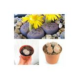 Nura Botanik Taş Kaktüs Lithops Özel Tür, 5.5 Saksı