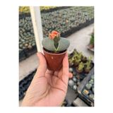 Nura Botanik Taş Kaktüs Lithops Pleiospilos Nelii Cactus 6,5 Cm