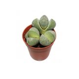 Nura Botanik Taş Kaktüs Sukulent, 5-10 cm, 1 Adet Saksılı Dekoratif Bitki, Çok Renkli
