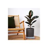 Nura Botanik Tek Gövdeli Siyah Kauçuk Bitkisi Ficus Elastica, 60-70 cm