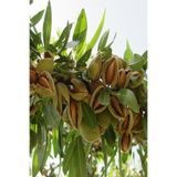 Nura Botanik Teksas Badem Fidanı Aşılı, Yüksek Verimli, Soğuğa Dayanıklı, 70-90 cm