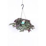 Nura Botanik Telgraf Çiçeği Askılı Saksı, Tradescantia Zebrina, Çiçekli Bodur Bitki
