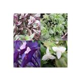 Nura Botanik Telgraf Çiçeği Fidanı, 4 Farklı Çeşit, 10-20cm Saksılı, Bouvardia