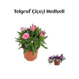 Nura Botanik Telgraf Çiçeği Hediyeli, Mis Kokulu Şeker Pembe Karanfil Çiçeği, Bodur Çiçekli Bitki