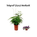 Nura Botanik Telgraf Çiçeği Hediyeli, Tül Kuşkonmaz Çiçeği, Canlı İç Mekan Bitkisi