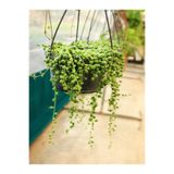 Nura Botanik Tesbih Çiçeği Bezelye Kolyesi, 1 Adet Saksılı, 20-40 cm, İç Mekan Bitkisi, Senecio Rowleyanus