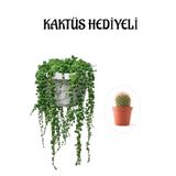 Nura Botanik Tespih Boncuk Bezelya Çiçeği Bitkisi, Kaktüs Hediyeli