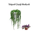 Nura Botanik Tespih Boncuk Bezelya Çiçeği Bitkisi, Telgraf Hediyeli