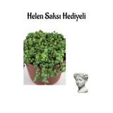 Nura Botanik Tespih Boncuk Çiçeği Bitkisi, Helen Mini Saksı, Yeşil