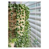 Nura Botanik Tespih Çiçeği Makrome Saksılı, 20-30 cm, Salon Çiçeği Bitkisi