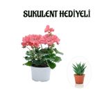 Nura Botanik Toz Pembe Sardunya Çiçeği, Sukulent Hediyeli