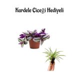 Nura Botanik Toz Pembe Telgraf Çiçeği, Kurdele Çiçeği Hediyeli İç Mekan Bitki