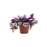 Nura Botanik Tradescantia Nanouk Pembe Telgraf Çiçeği, 12 cm Saksı, Büyük Boy, İthal