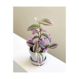 Nura Botanik Tradescantia Nanouk Telgraf Çiçeği, 5,5 cm Küçük Saksıda