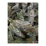 Nura Botanik Tradescantia Sillamontana Tüylü Telgraf Çiçeği, 20-30 cm, Saksılı İç Mekan Bitkisi