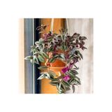 Nura Botanik Tradescantia Zebrina Çiçeği, Askılı Saksı, Canlı İç Mekan Bitkisi