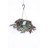 Nura Botanik Tradescantia Zebrina Çiçeği Askılı Saksı, Çiçek Gübreleri ile Uyumlu