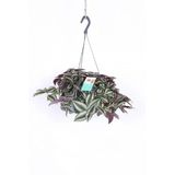 Nura Botanik Tradescantia Zebrina Çiçeği Askılı Saksı, Çiçek Gübreleri ile Uyumlu