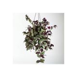 Nura Botanik Tradescantia Zebrina Dönmez Çiçek Askılı Saksı
