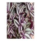 Nura Botanik Tradescantia Zebrina Telgraf Çiçeği Askılı Saksıda, 20-40cm, Mor-Beyaz