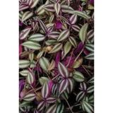 Nura Botanik Tradescantia Zebrina Telgraf Çiçeği, İç Mekan Bitkisi