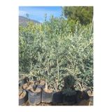 Nura Botanik Trilya Zeytin Fidanı, 1 Adet, Tüplü, 50-75cm, Bol Verimli Sofralık Zeytin