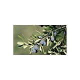 Nura Botanik Trilye Gemlik Zeytin Fidanı, 1 Adet, 100-120 cm, Çok Renkli
