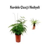 Nura Botanik Tül Kuşkonmaz Bitkisi, Anneler Gününe Özel Hediyelik Kurdele Çiçeği Hediyeli