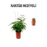 Nura Botanik Tül Kuşkonmaz Çiçeği, Kaktüs Hediyeli, Sevgililer Gününe Özel