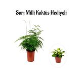 Nura Botanik Tül Kuşkonmaz Çiçeği, Sarı Milli Kaktüs Hediyeli, İç Mekan Bitkisi
