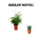Nura Botanik Tül Kuşkonmaz Çiçeği Sukulent, Kadınlar Gününe Özel
