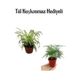 Nura Botanik Tül Kuşkonmaz, Sevgililer Gününe Özel Hediyelik Kurdele Çiçeği