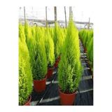 Nura Botanik Tüplü Limoni Servi Çam Fidanı, 14 Lük Saksıda, 30-40 cm Boyu, Yeşil