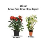 Nura Botanik Turuncu Acem Borusu Çiçeği + Beyaz Begonvil Çiçeği Saksılı Bahçe Bitkisi, 2'li Set