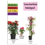 Nura Botanik Turuncu Acem Borusu, Pembe Begonvil, Gül Fidanı Hediyeli, 3'lü Set