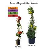 Nura Botanik Turuncu Begonvil Çiçeği Fidanı + Sarı Yasemin Fidanı 2'li Bahçe Peyzaj Seti