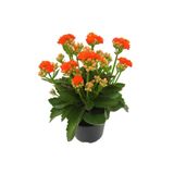 Nura Botanik Turuncu Çiçekli Kalanşo (Kalanchoe) Çiçeği, İthal Büyük Boy