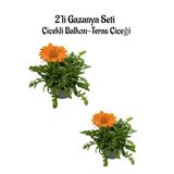 Nura Botanik Turuncu Gazanya Çiçeği, 2 Adet Saksılı, 10-20 cm, Balkon-Teras Çiçeği