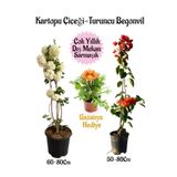 Nura Botanik Turuncu Gazanya Çiçeği, Saksılı, 15-25cm, Çiçekli Balon Bitkisi