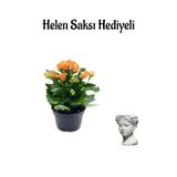 Nura Botanik Turuncu Kalanşo Çiçeği Helen Saksı, Hediyelik