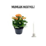 Nura Botanik Turuncu Kalanşo Çiçeği, Mumluk Hediyeli, Sevgiler Günü Hediyesi