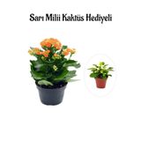 Nura Botanik Turuncu Kalanşo Çiçeği, Sarı Milli Kaktüs Hediyeli, Bodur Çiçekli Bitki