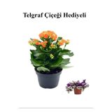 Nura Botanik Turuncu Kalanşo Çiçeği, Telgraf Hediyeli, Çiçekli Bodur Bitki