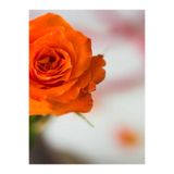 Nura Botanik Turuncu Yediveren Kokulu Gül Fidanı, 10-15 cm, 1 Adet, Orange Rose