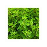 Nura Botanik Videolu 1 Adet Mis Kokulu Mercan Köşk Çiçeği Fidesi 15-30 Cm Tüplü Çiçekli Bodur Origanum Majorana