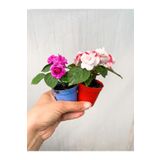 Nura Botanik Videolu 2 Adet Karışık Renk Katmerli Cam Güzeli 10-20 Cm Saksılı Çiçekli Bodur Crassula Ovata