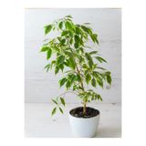 Nura Botanik Videolu Alacalı Benjamin Bitkisi 1 Adet 80-100cm Ev Ofis Salon Bitkisi (benjamin Ficus Starlight )